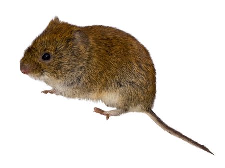 Bank Vole against a white background.