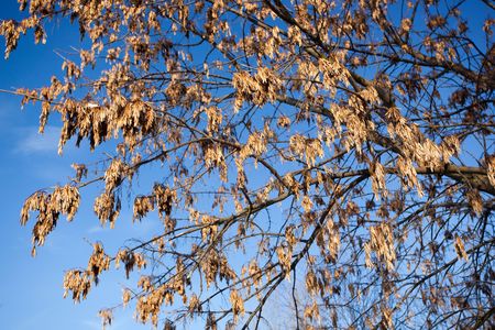 Fraxinus excelsior, European Ash, Common, Ash. Ash-tree with seeds on branches in the winter - the...