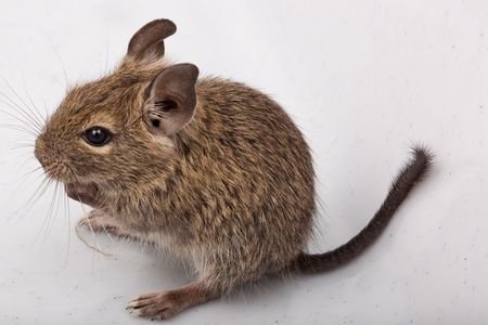 The Degu (Octodon degus) is a small caviomorph rodent that is endemic to Chile.の写真素材