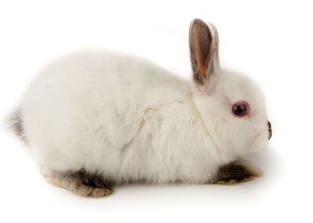 Nice white rabbit. It is cut out on a white background.の写真素材