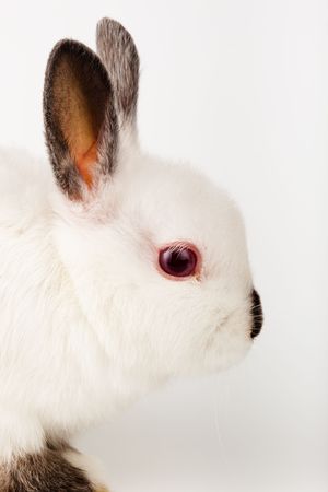 Nice white rabbit. It is cut out on a white background.の写真素材