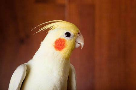 The male of a Cockatoo Parrot in front of a wall.の写真素材