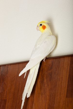 The male of a Cockatoo Parrot sits on a wall in a room.の写真素材