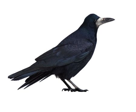 Adult Rook (Corvus frugilegus) in front of white background.の写真素材