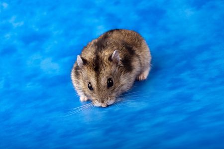Winter White Russian Dwarf Hamster in studio against a blue background.の写真素材