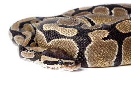 Royal Python, or Ball Python (Python regius), in studio against a white background.の写真素材