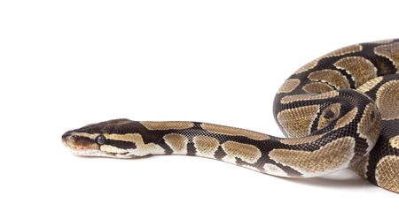 Royal Python, or Ball Python (Python regius), in studio against a white background.