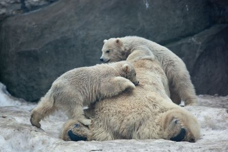 Bear cub. Wild polar bear in the Moscow zoo.の写真素材