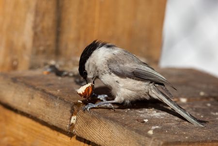 Willow Tit, or Black-capped Chickadee (Parus montanus) in a birdfeeder in the city Park.の写真素材