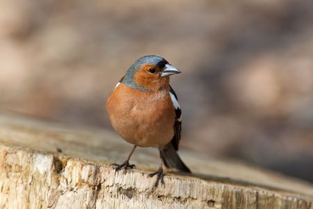 Male Common Chaffinch (Fringilla coelebs) perching stump.の写真素材