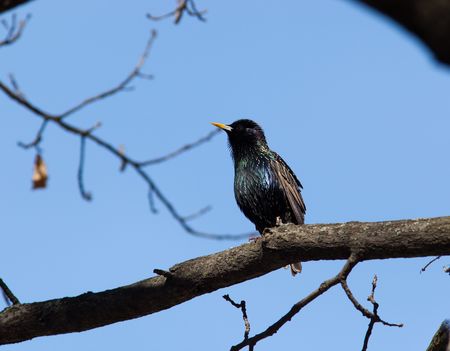 Common Starling (Sturnus vulgaris) perching on a branch of the tree against the blue sky.の写真素材