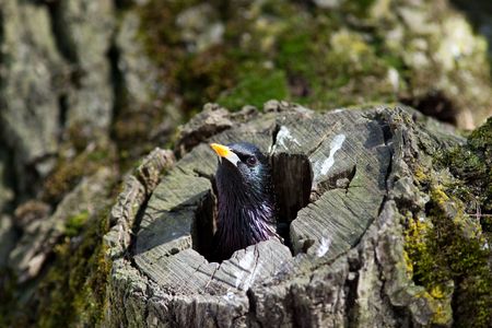 Common Starling (Sturnus vulgaris) look out of the hollow of a tree trunk.の写真素材