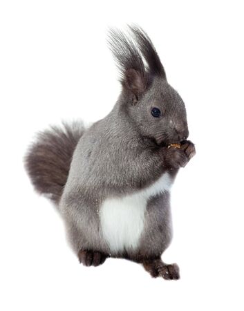 Red squirrel Eurasian (Sciurus vulgaris) in front of white background.の写真素材