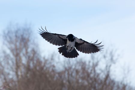 Hooded Crow (Scotch, Danish, Grey), Corvus cornix,  in flight.の写真素材