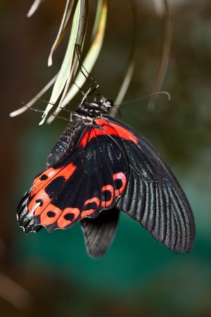 Papilio rumanzovia, Scarlet Mormon. The beautiful tropical butterfly sits on plant.の写真素材