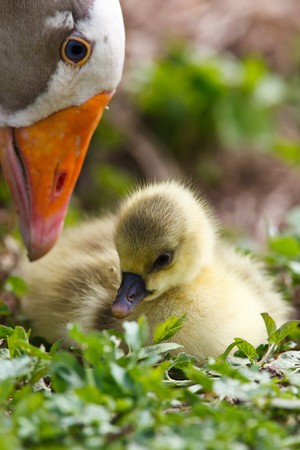 A young goose on a free pasture.の写真素材