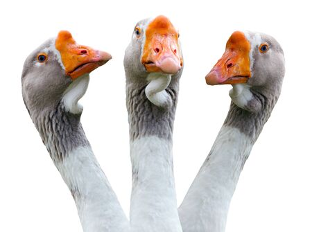 Head of a goose close up.の写真素材