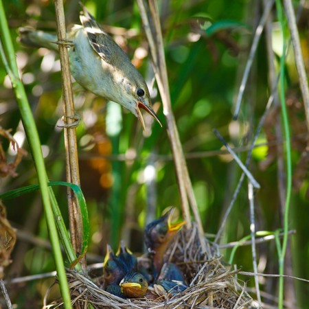 Nest of a Marsh Warbler (Acrocephalus palustris) with baby birds in the nature.の写真素材