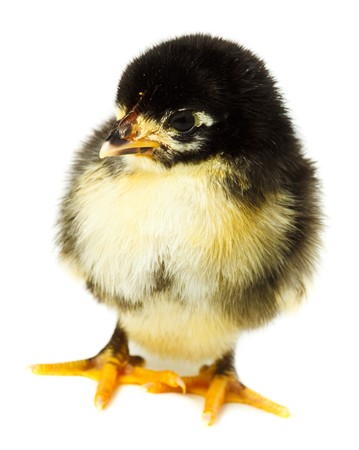 Chicken in studio against a white background.の写真素材