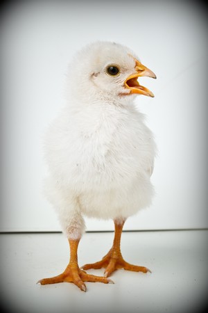 Chicken in studio against a white background.の写真素材