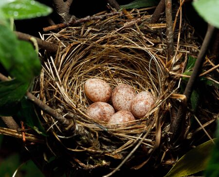 Nest of the Blyth's Reed Warbler with eggs , Acrocephalus dumetorum.の写真素材