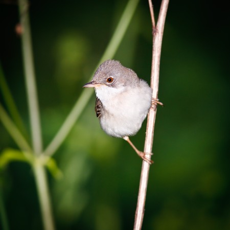 Whitethroat (Sylvia communis) in the wild nature.の写真素材