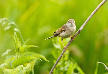 Whitethroat (Sylvia communis) in the wild nature.の写真素材