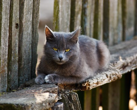 The grey malicious cat sits on a bench.の写真素材