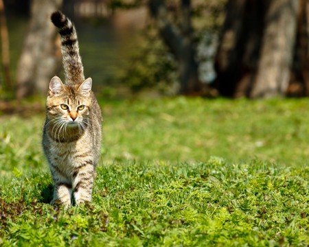 The cat runs on a lawn having lifted a tail.の写真素材