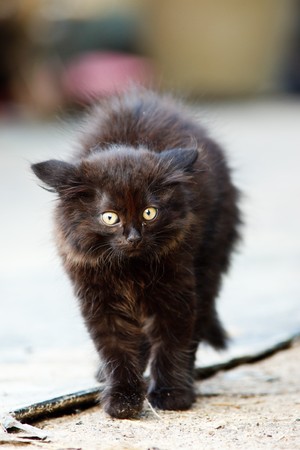 The black kitten was frightened, and the wool on him has risen on end.の写真素材