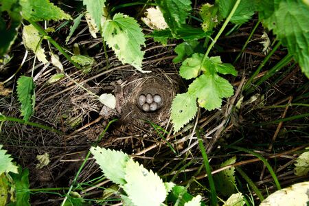 Yellowhammer, Emberiza citrinella. Nest of a bird with eggs in the nature.の写真素材