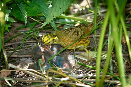 Yellowhammer, Emberiza citrinella. Nest of a bird with nestligs in the nature.の写真素材