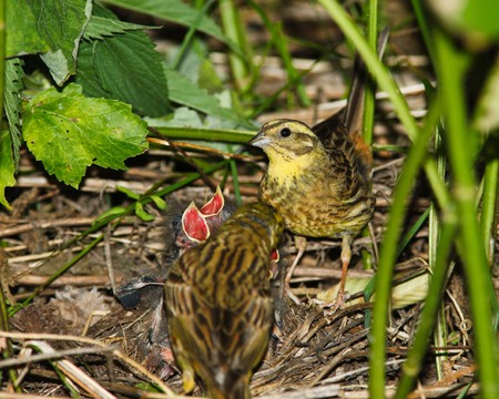 Yellowhammer, Emberiza citrinella. Nest of a bird with nestligs in the nature.の写真素材