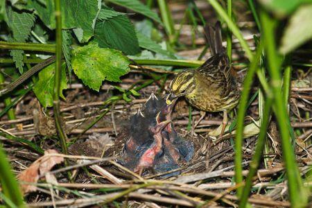 Yellowhammer, Emberiza citrinella. Nest of a bird with nestligs in the nature.の写真素材