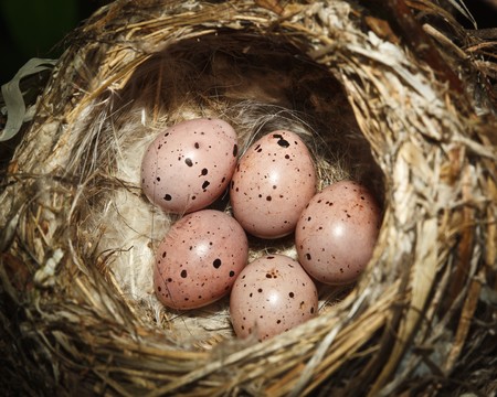 Icterine Warbler, Hippolais icterina. Nest of a bird with eggs in the nature.の写真素材
