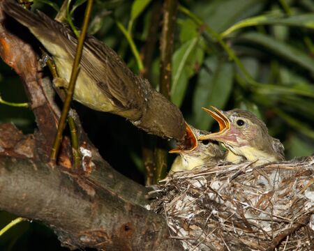 Icterine Warbler, Hippolais icterina by the nest with nestligs.の写真素材