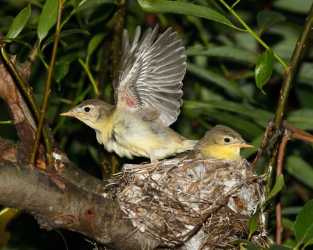 Icterine Warbler, Hippolais icterina. Fledglings in the nest.の写真素材
