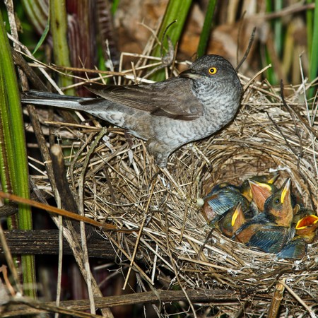 The nest of a Barred Warbler (Sylvia nisoria) in the wild nature.の写真素材