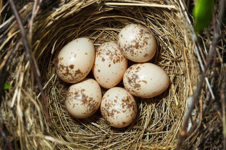 The nest of a Common Shrike (Lanius collurio) with six eggs in the blackthorn.