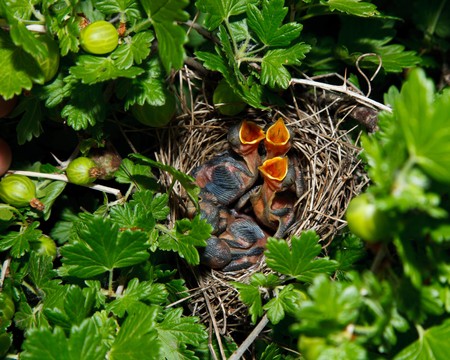 The nest of the Lesser Whitethroat (Sylvia curruca) in gooseberry bush.の写真素材