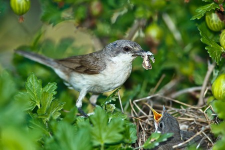 The nest of the Lesser Whitethroat (Sylvia curruca) in gooseberry bush.の写真素材