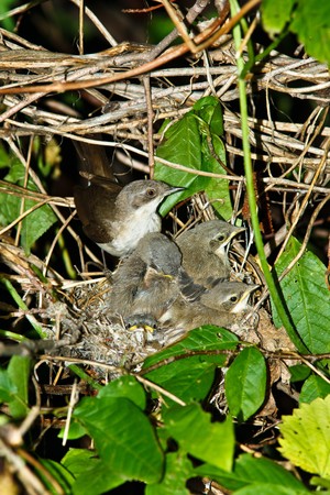The nest fo the Lesser Whitethroat (Sylvia curruca) in wild hop by river.の写真素材