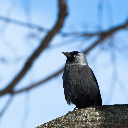 The Jackdaw, or Daw, (crow family, Corvus monedula) in the nature.の写真素材