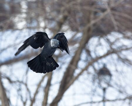 The Jackdaw, or Daw, (crow family, Corvus monedula) in the nature. Bird in fly.の写真素材
