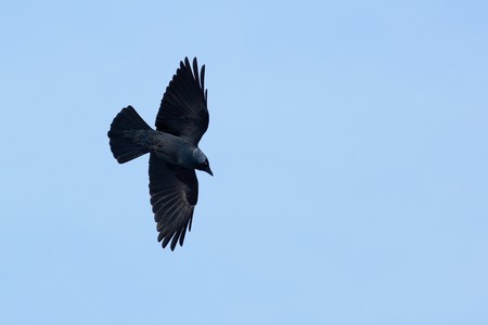 The Jackdaw, or Daw, (crow family, Corvus monedula) in the nature. Bird in fly.の写真素材