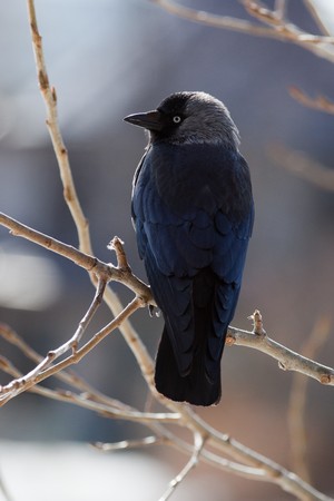 The Jackdaw, or Daw, (crow family, Corvus monedula) in the nature.の写真素材