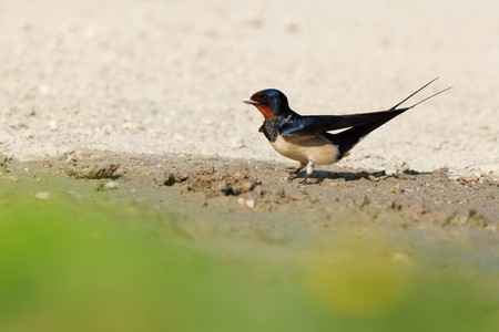 Swallow, Hirundo rustica sits on the earth.の写真素材
