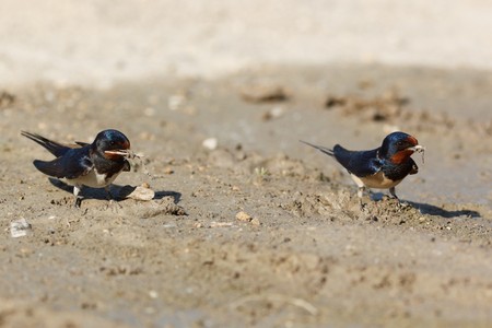 Swallow, Hirundo rustica. Collecting mud pellets for the nest.の写真素材
