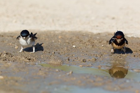 House Martin (Delichon urbica) ang Barn Swallow (Hirundo rustica). Collecting mud pellets for the nestの写真素材