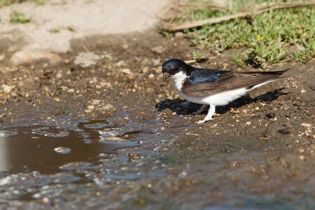 House Martin, Delichon urbica. Collecting mud pellets for the nest.の写真素材
